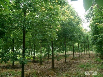 10公分香樟