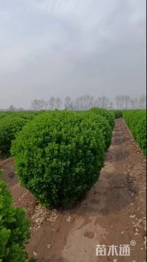 高度120厘米卫矛