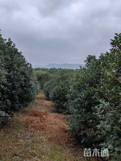 12公分小叶金桂