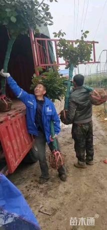 7公分树状月季
