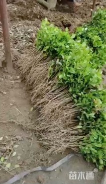 高度10厘米瓜子黄杨