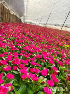 长春花