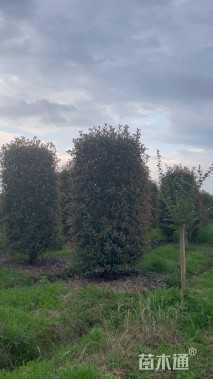 350厘米红叶石楠柱