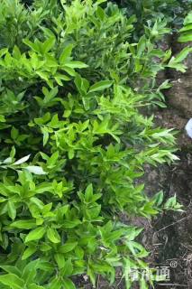 高度50厘米金桔