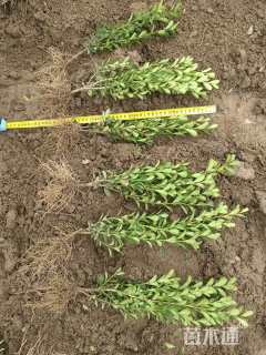 高度25厘米高山黄杨