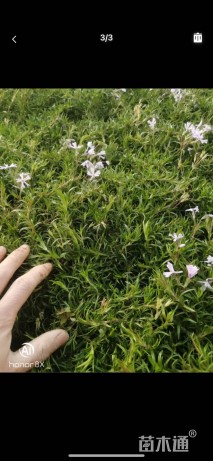 高度5厘米福禄考