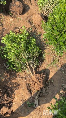 冠幅40厘米小叶黄杨球