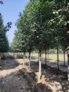 10公分彩叶豆梨