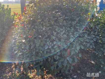 高度1500厘米冬青球