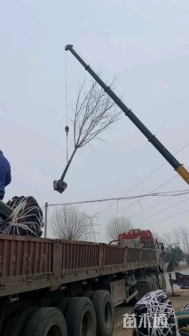 10公分巨紫荆