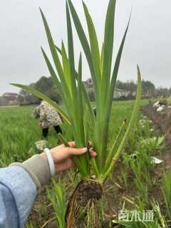 高度30厘米水生鸢尾