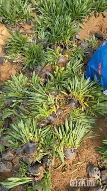 高度20厘米荷兰菊