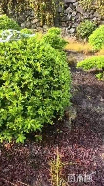 冠幅100厘米含笑球