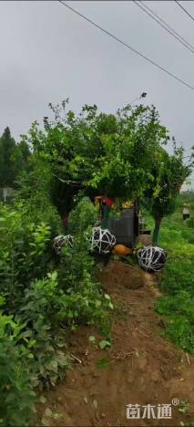 高度350厘米红花木槿