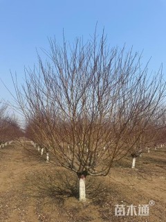 13公分红叶碧桃