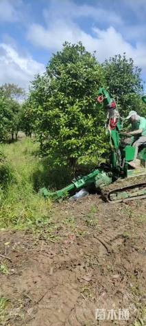 10公分红叶石楠