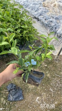 高度20厘米鸳鸯茉莉