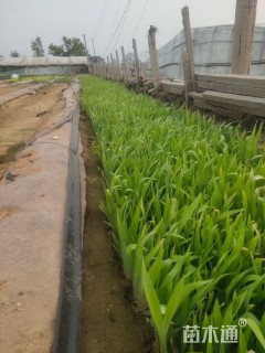 高度29厘米鸢尾