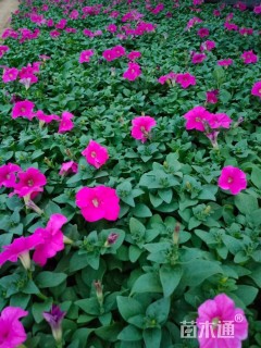 高度16厘米矮牵牛