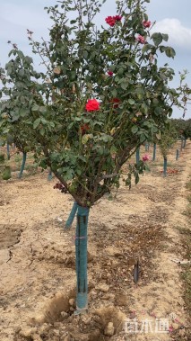 高度180厘米月季