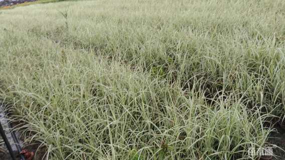 高度35厘米花叶芒