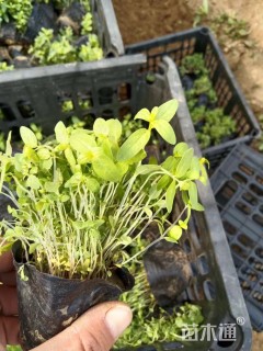 高度35厘米千屈菜