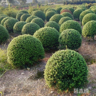 冠幅50厘米龟甲冬青球