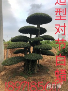 20公分造型对节白蜡