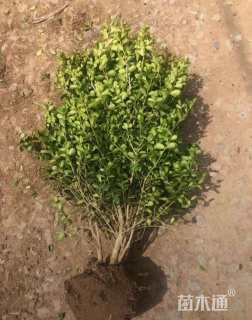 高度60厘米瓜子黄杨