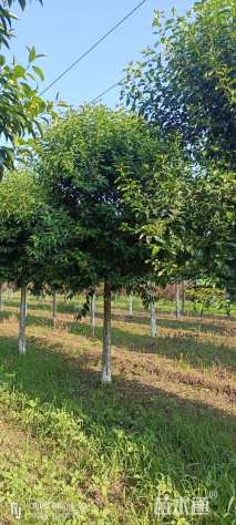 12公分大叶女贞