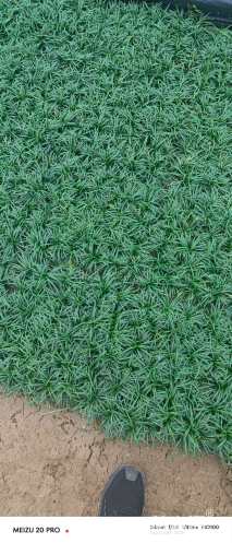 高度10厘米玉龙草