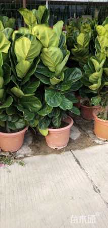 高度60厘米琴叶榕