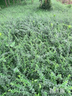 高度40厘米迎春花