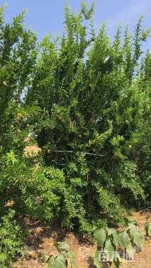 高度350厘米石榴