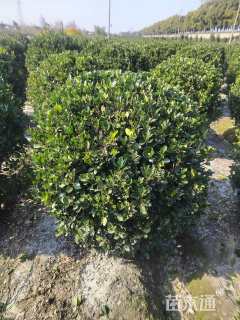 冠幅150厘米大叶黄杨球