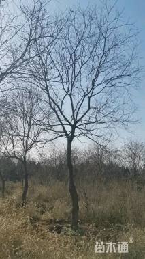 15公分乌桕