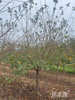 14公分染井吉野樱