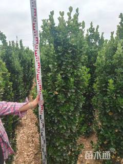 高度200厘米北海道黄杨柱