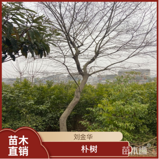 23公分朴树