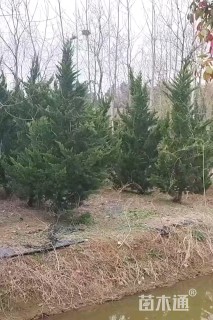 高度120厘米龙柏