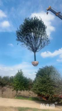 15公分绚丽海棠