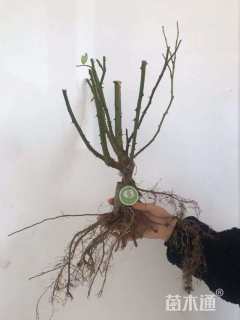 高度30厘米月季