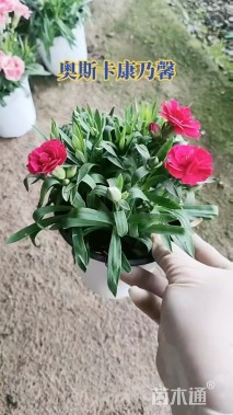 高度20厘米康乃馨