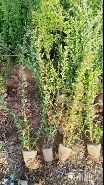 高度60厘米贴梗海棠