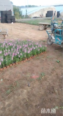 高度30厘米天使花