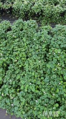 高度5厘米肾叶堇