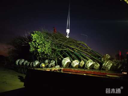 10公分香樟