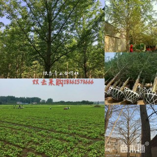 23公分银杏