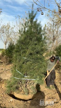 高度400厘米白皮松