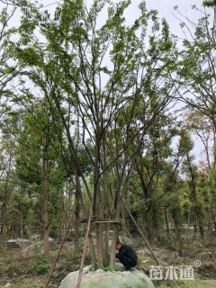 50公分(5杆)丛生朴树